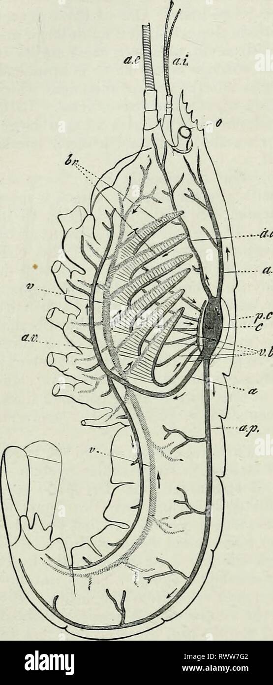 Elementos de Anatomía Comparada (1878) Elementos de la anatomía comparativa  elementsofcompar78gege Año: 1878 282 COMPAEATIVE Anatomía. aa(r V.l;f  grandes siuus ventral, colocado en la base de las branquias (en el llamado  canal