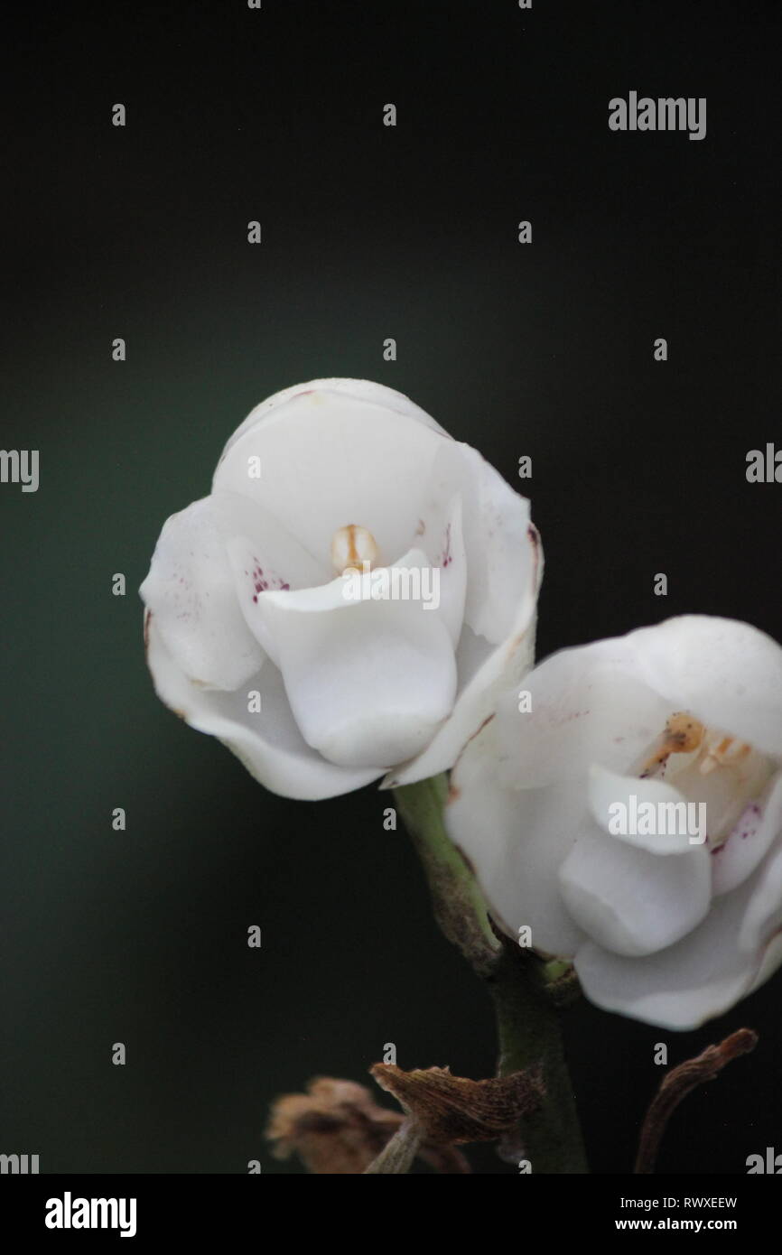 Las raras y en peligro de extinción Peristeria Dove orchid, Espíritu Santo  Orchid, garceta Blanca Orquídea, flor del Espiritu Santo, o el Espíritu  Santo Orchid Fotografía de stock - Alamy
