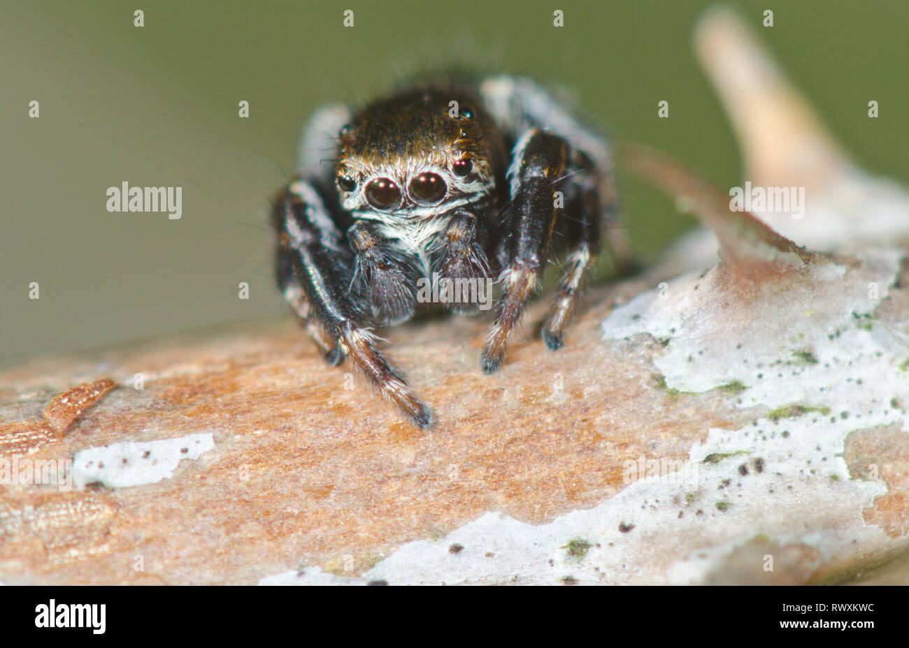 Macho Puente Arqueado Jumping Spider (Evarcha arcuata) en reposo, Salticidae. Sussex, UK Foto de stock