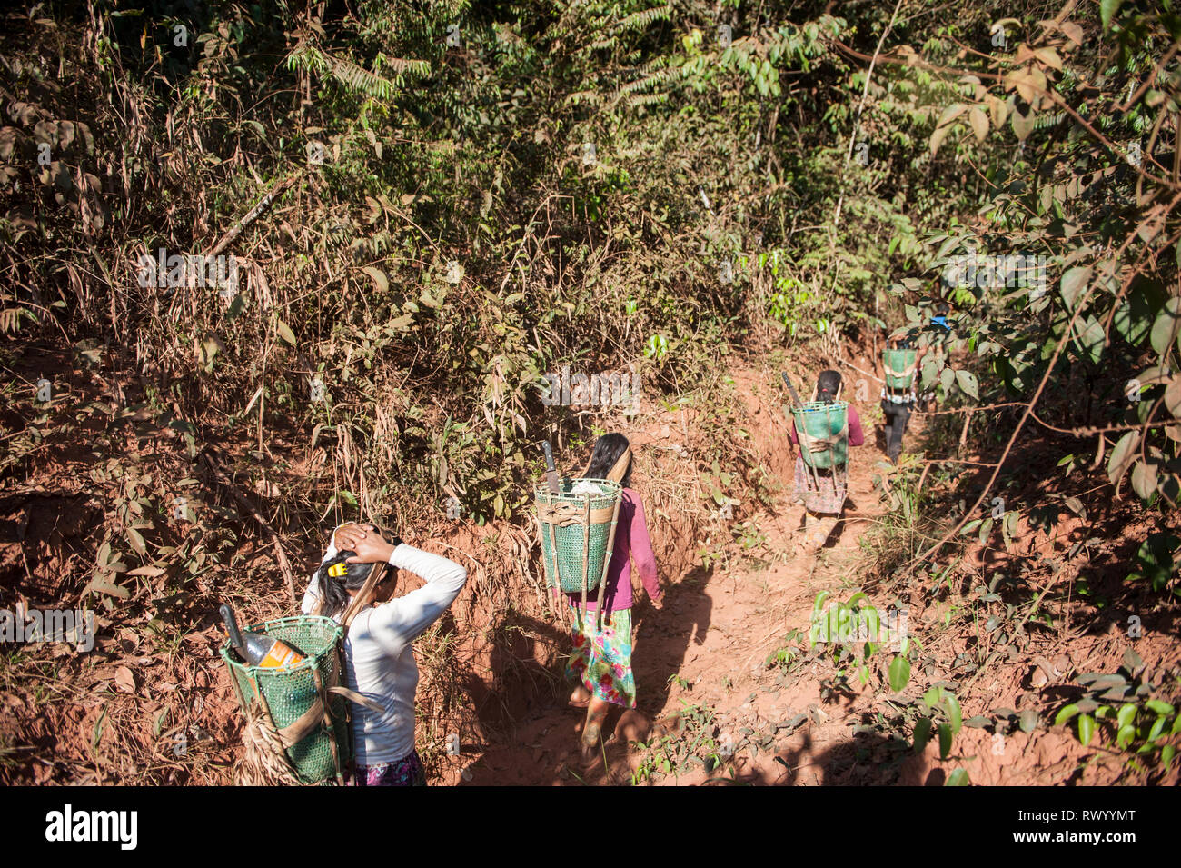 El estado de Mato Grosso, Brasil. Las mujeres Indios Kayapo con cestas de diseño tradicional, pero hecho de plástico cinta vinculante, caminata en la selva para recoger Foto de stock