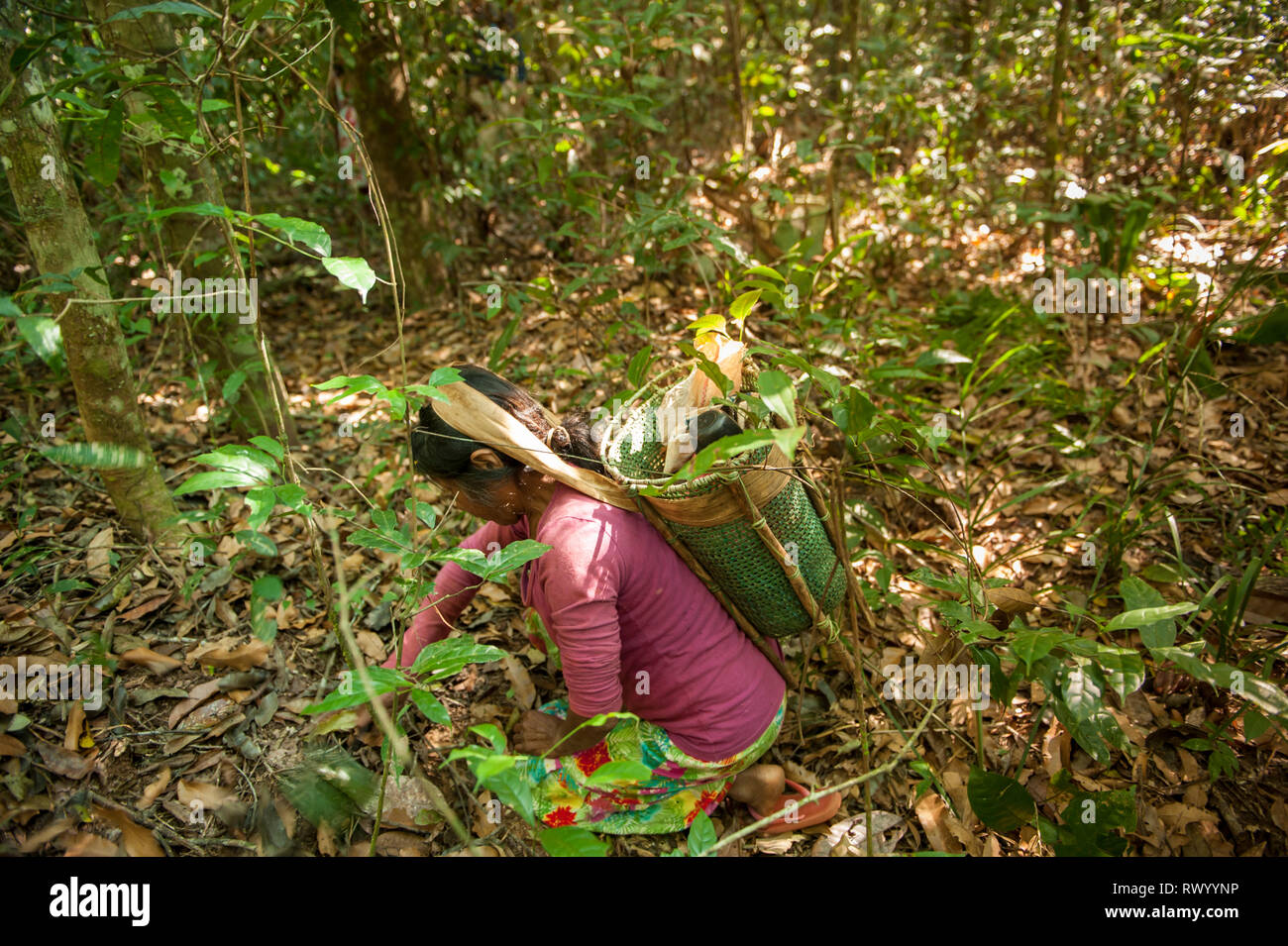 El estado de Mato Grosso, Brasil. Una mujer india Kayapo con un diseño tradicional, canasta, pero hecha de plástico vinculante, recoge la cinta Cumaru (Dipterix odorata Foto de stock