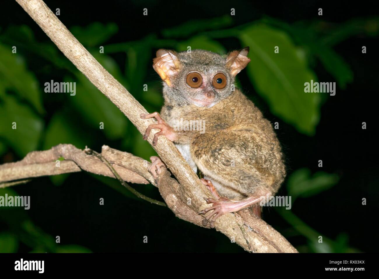 Sulawesi-Tarsier (Tarsius tarsier) se sitúa en la rama, endémicas, isla Selayar, al sur de Sulawesi, Indonesia Foto de stock