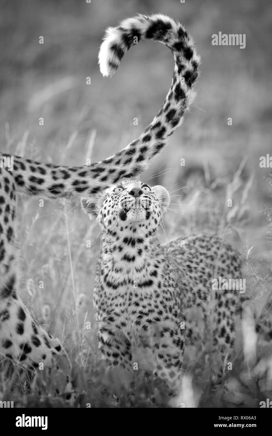 Leopard cub bajo la luz de la mañana, en Namibia. Foto de stock