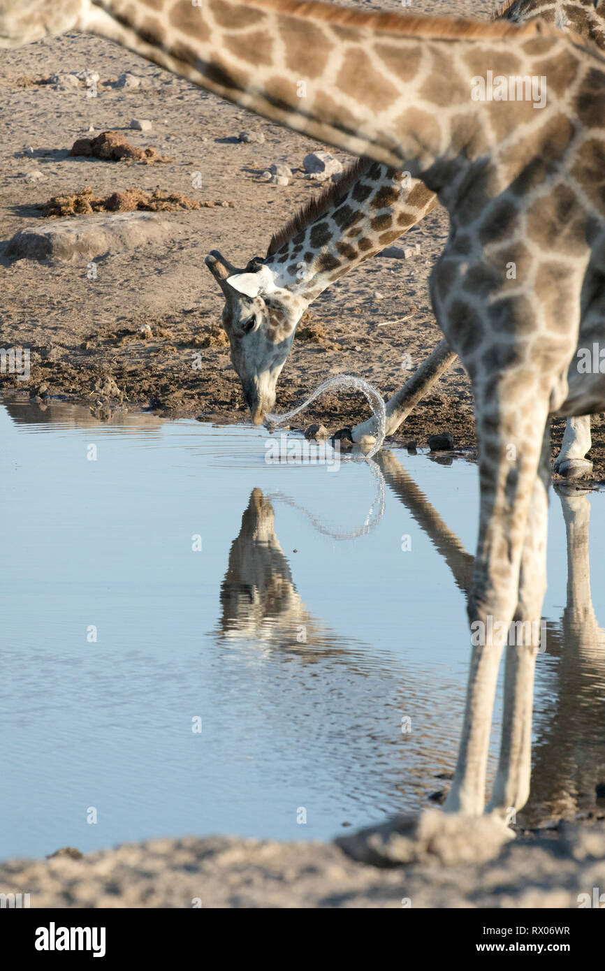 Una jirafa bebiendo agua en un agujero en el Parque Nacional Etosha, en Namibia. Foto de stock