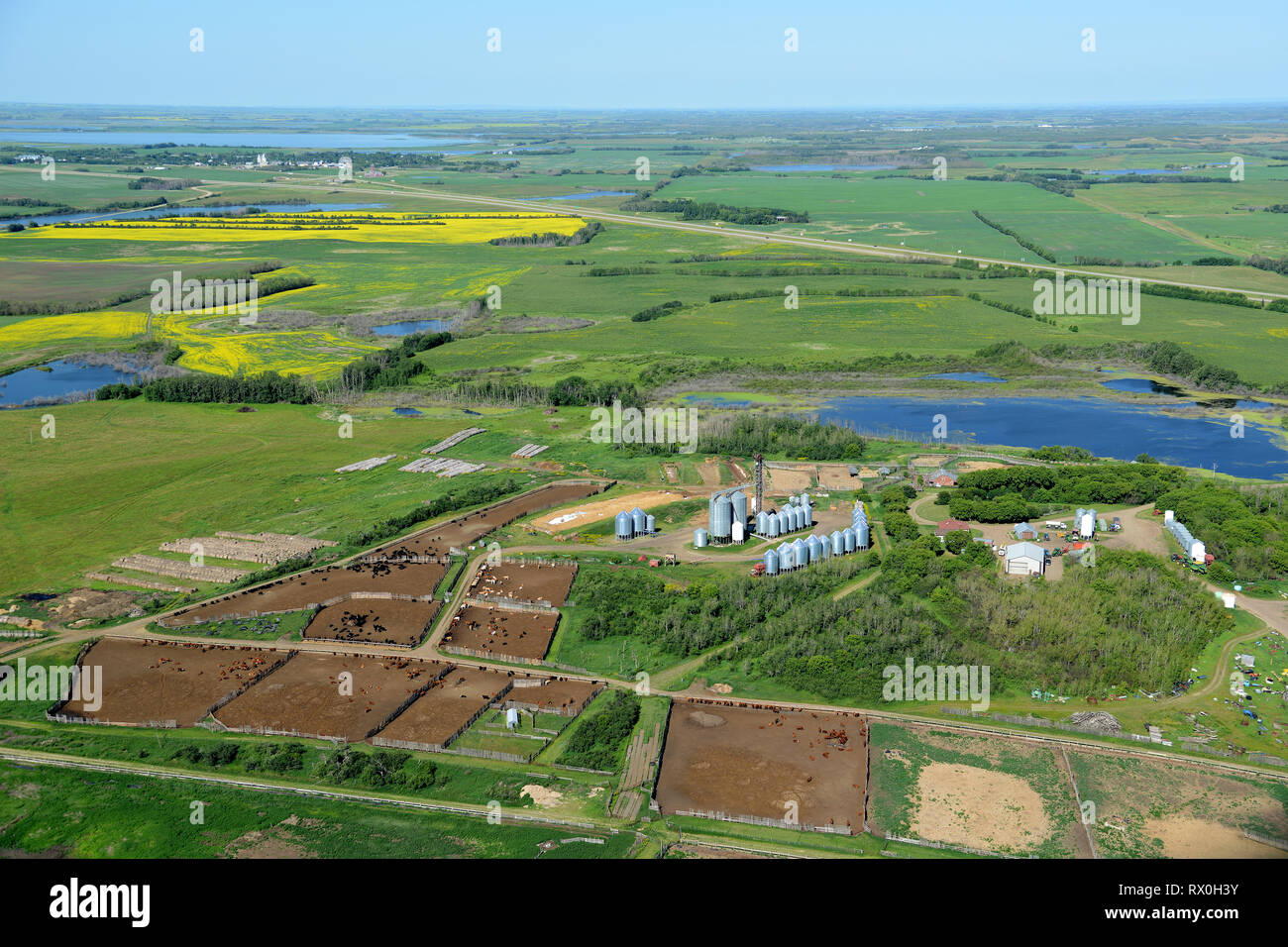 Antena, granja, corral de engorde, Duck Lake, Saskatchewan Foto de stock