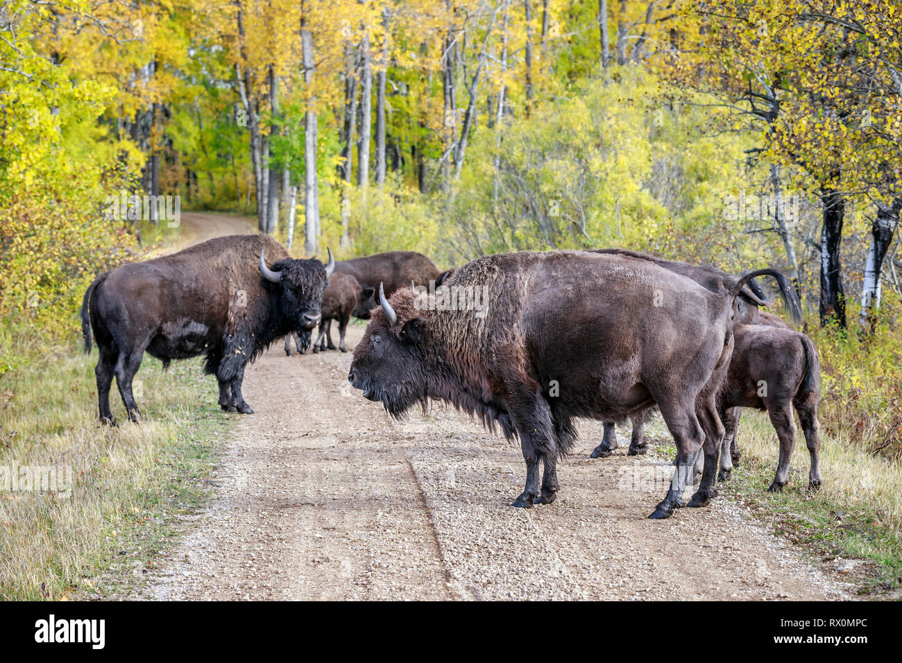 Llanuras el bisonte (Bison bison bison), bloqueando la carretera, Lago Audy Bison alojamiento, Cabalgatas Mountain National Park, Manitoba, Canadá. Foto de stock