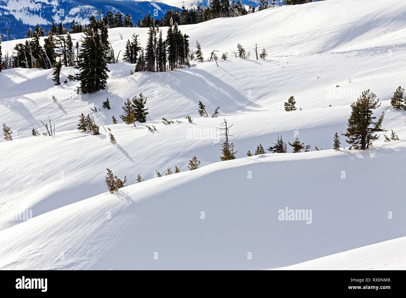 -- 43,489.03996 nevados de montaña invernal paisaje de colinas con hielo en coníferas pinos tree line timberline, nieve fresca con estrías marcas de rizo Foto de stock