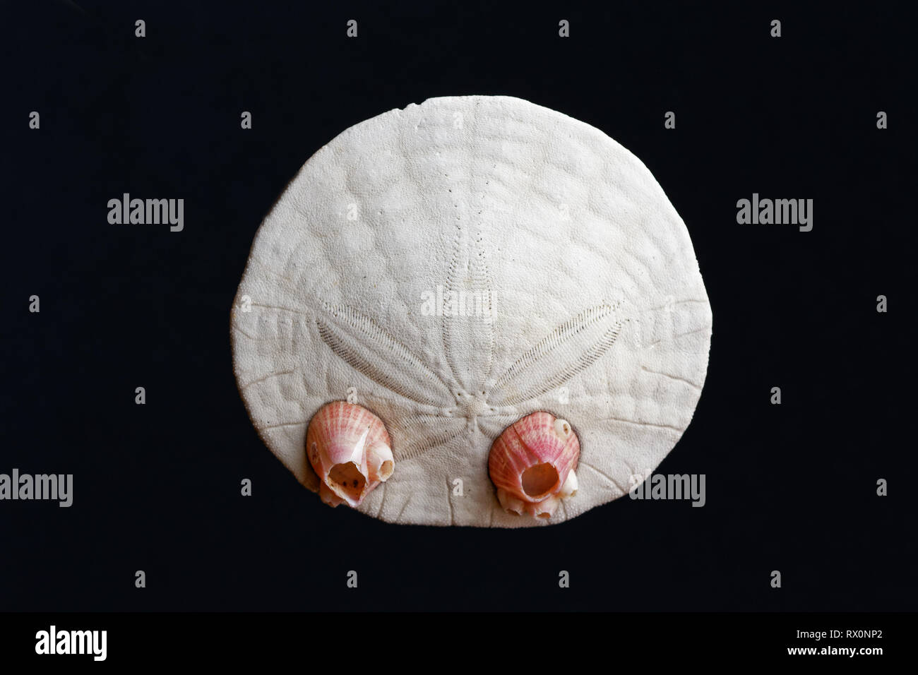 Foto: 43,503.04068 -- Primer plano de un muerto y limpiado el excéntrico Sand dollar (Dendraster ecentricus) y 2 de Dall acorn percebes fondo negro Foto de stock