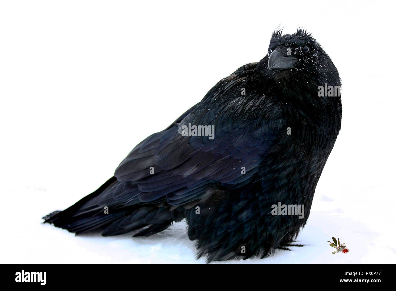 -- 40,524.02018 guapo big black bird raven (Corvus corax, Corvidae - 20' de largo, pico hasta el extremo de la cola), de pie en la tormenta de nieve -22° F Jasper, Canadá, A.C. Foto de stock
