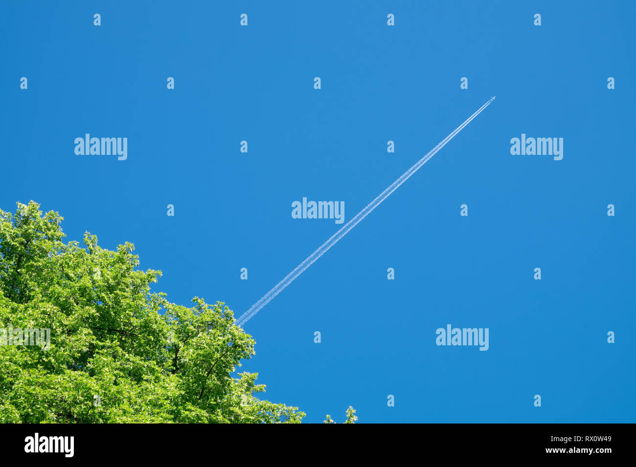 Un árbol corona y largo sendero de avioneta sobre un cielo azul. Foto de stock