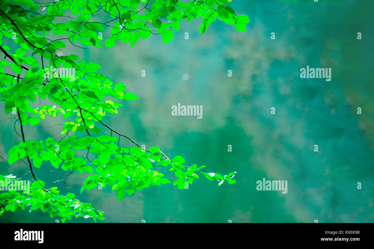 Closeup naturaleza vista de hojas verdes sobre fondo verde borrosa con copia espacio utilizando como fondo plantas verdes naturales paisaje, ecología, fresco wa Foto de stock