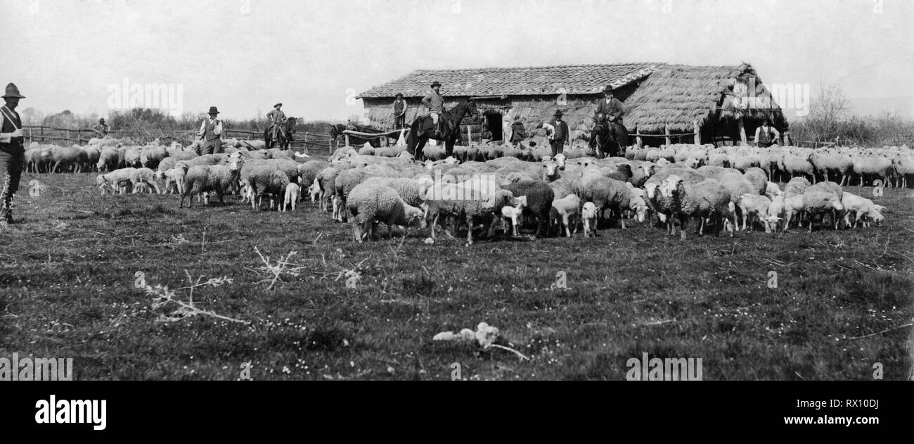 Los ganaderos de ovino, granja, Toscana, Italia, 1910-20 Foto de stock