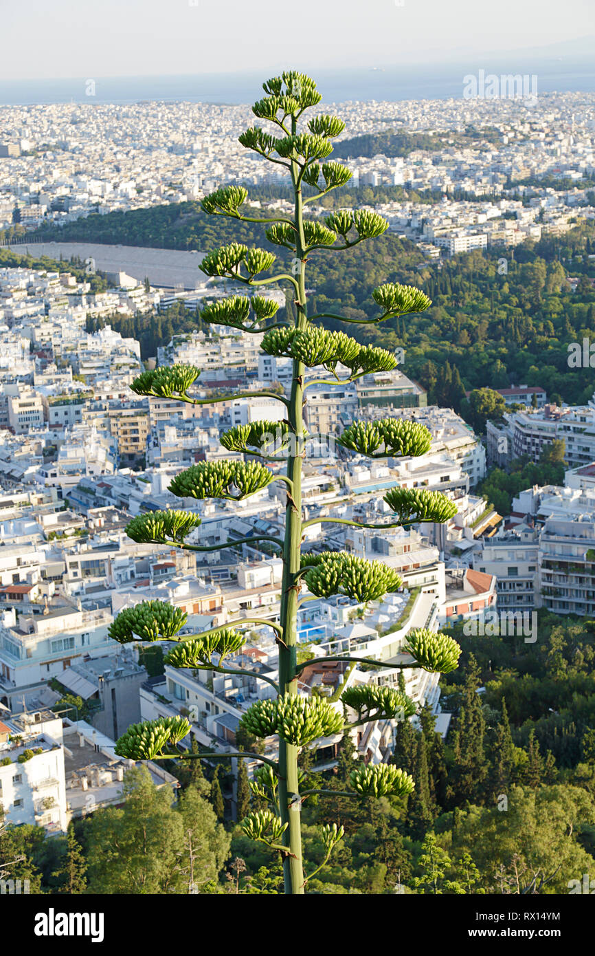 Vista de la ciudad de Atenas desde la colina de Lycabettus, planta de agave flor en primer plano, Grecia Foto de stock