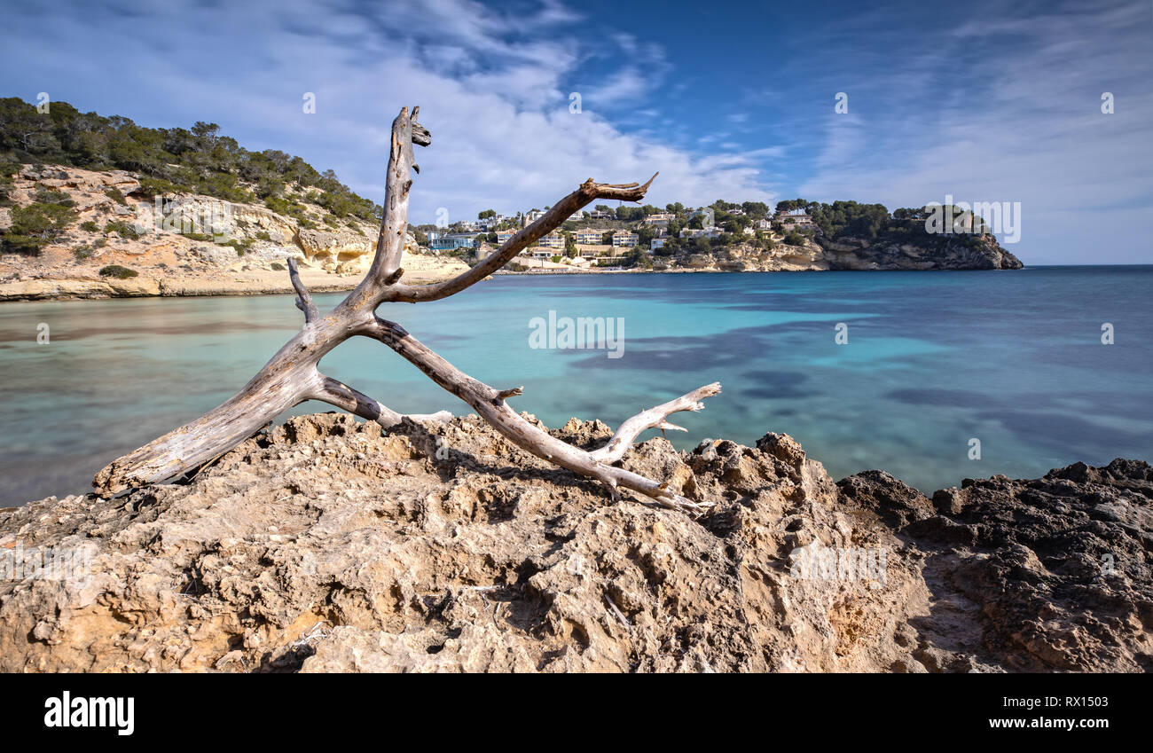Árbol sobre las rocas en la Bahía de Portals Vells en Mallorca, España Foto de stock