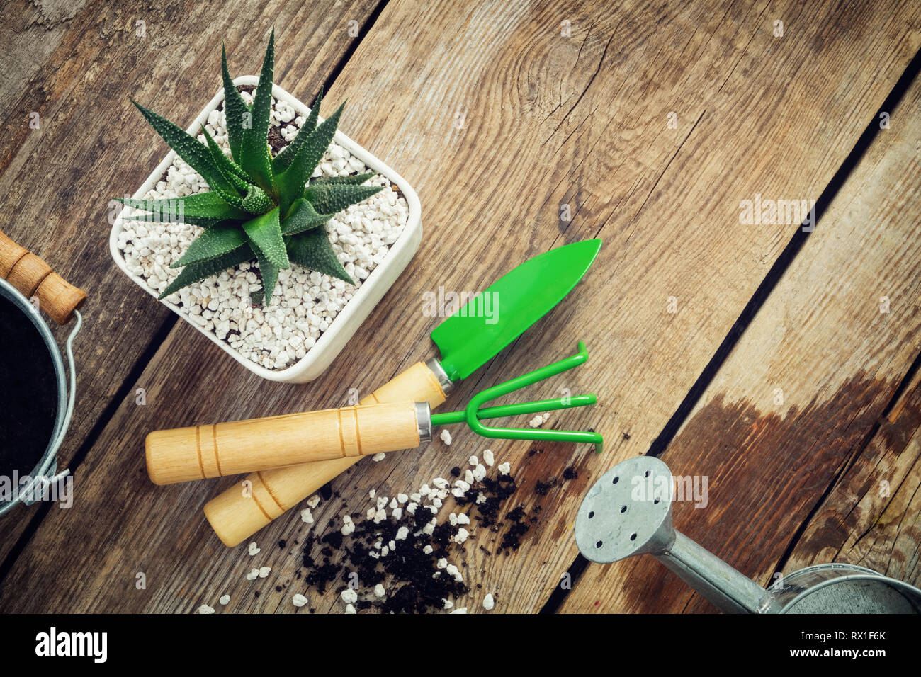 Suculentas Haworthia en maceta, mini herramientas de jardín, regadera y cuchara de mesa de madera. Vista desde arriba. Sentar planas. Foto de stock