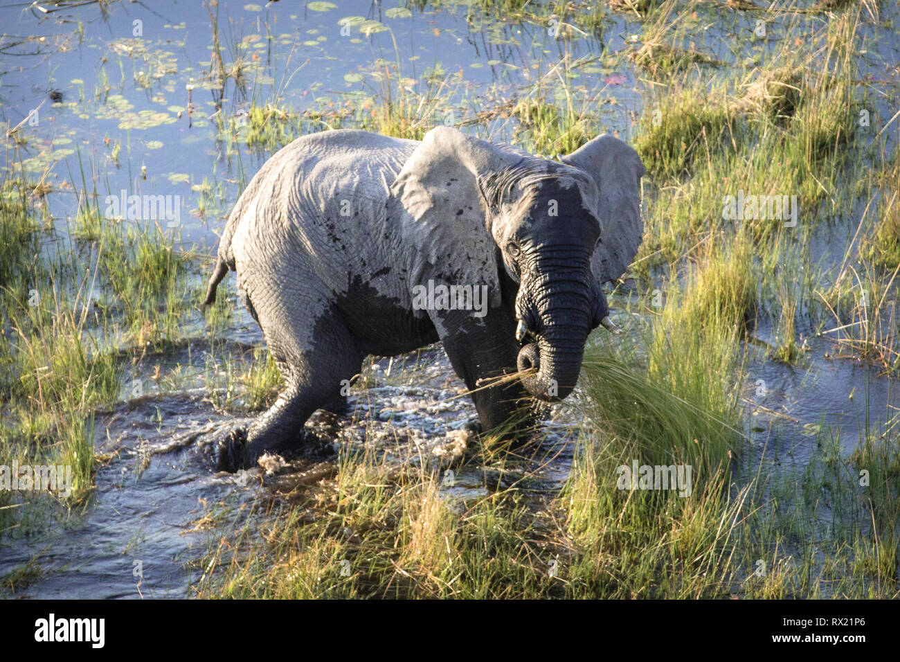 Elefante desde el aire en el Delta del Okavango, Botswana. Foto de stock