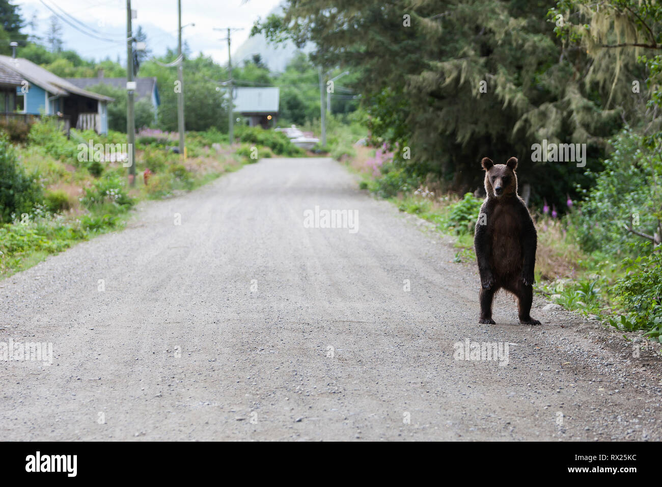 Un joven oso Grizzly (Ursus arctoc horribilus) se pone alerta a la presencia de Fotógrafos. Oweekeno, Rivers Inlet, British Columbia Central Coast, Canadá. Foto de stock