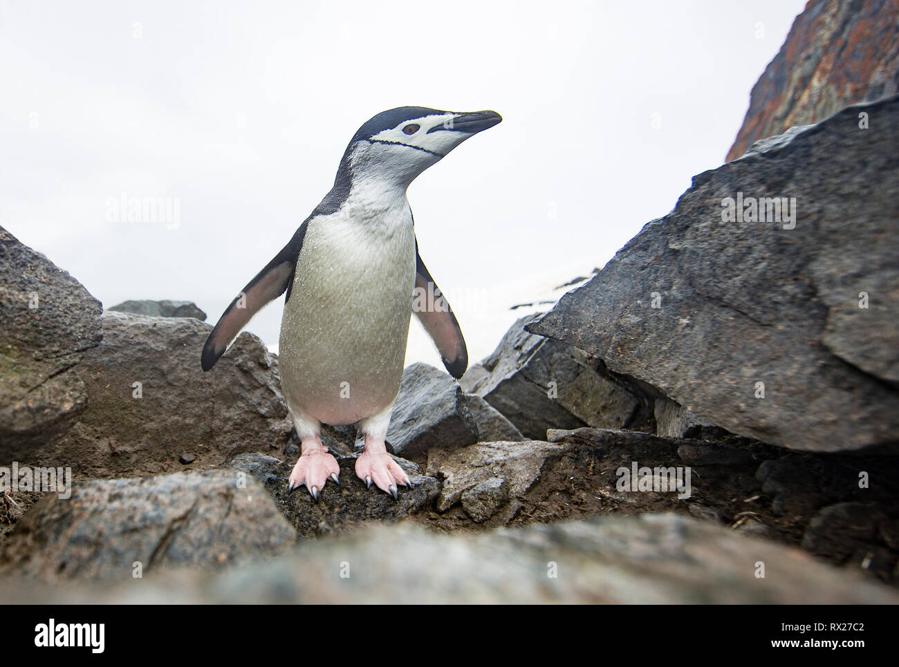 Un pingüino de Chinstrap (Pygoscelis antarcticus) investiga una cámara remota cerca de una autopista de pingüinos en la isla Half Moon. La Península Antártica, Antártida Foto de stock