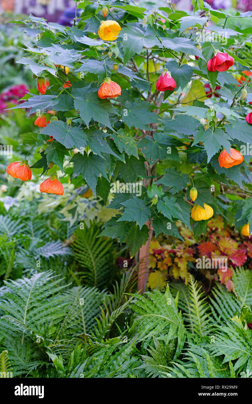 Vista de una planta de flor Abutilon (Indian mallow) Foto de stock
