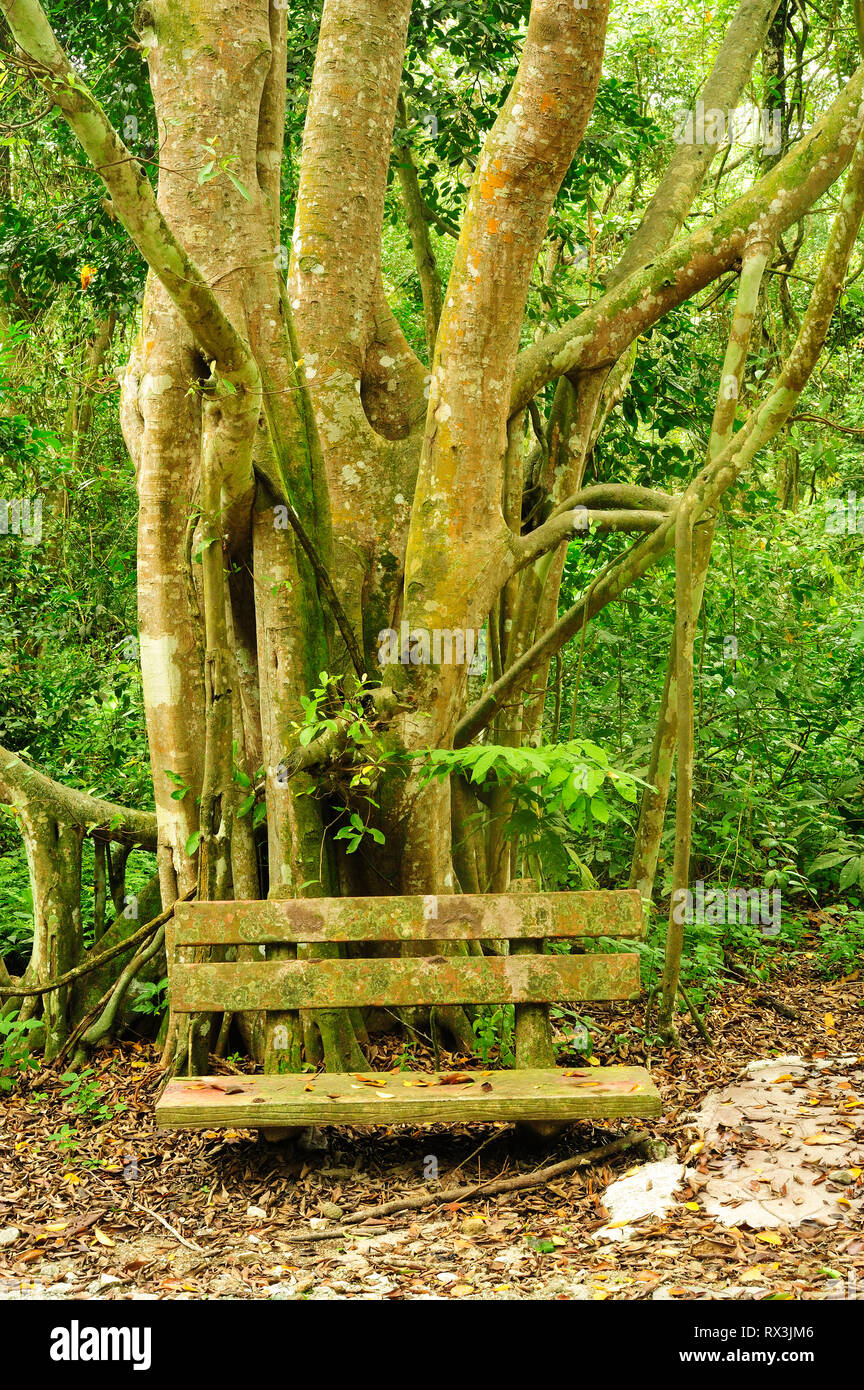 Higuera, ficus tinctoria, en los bosques de mangles, Kuala Selangor, Parque Natural de Kuala Selangor, Malasia Foto de stock