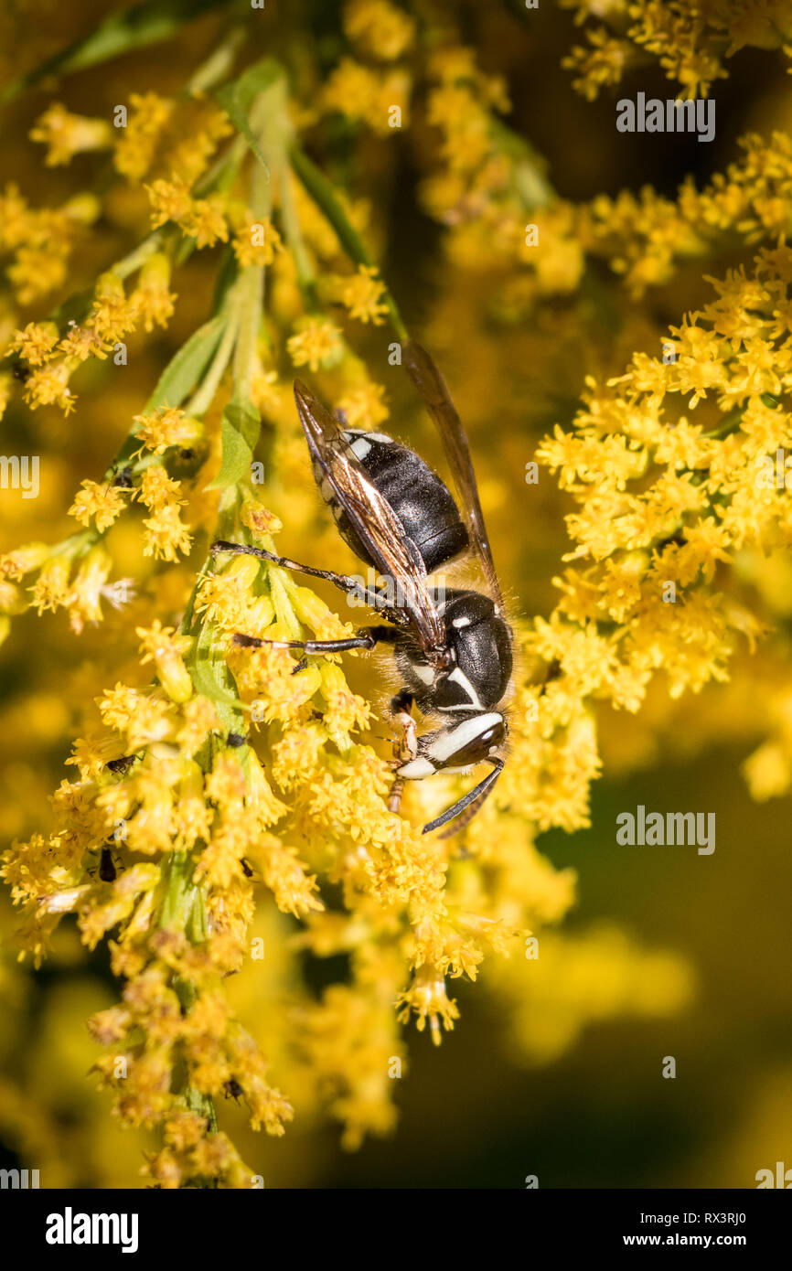 Hornet descaradas (Dolichovespula maculata) en Goldenrod, Toronto, Ontario, Canadá - esta es una avispa en lugar de un avispón Foto de stock
