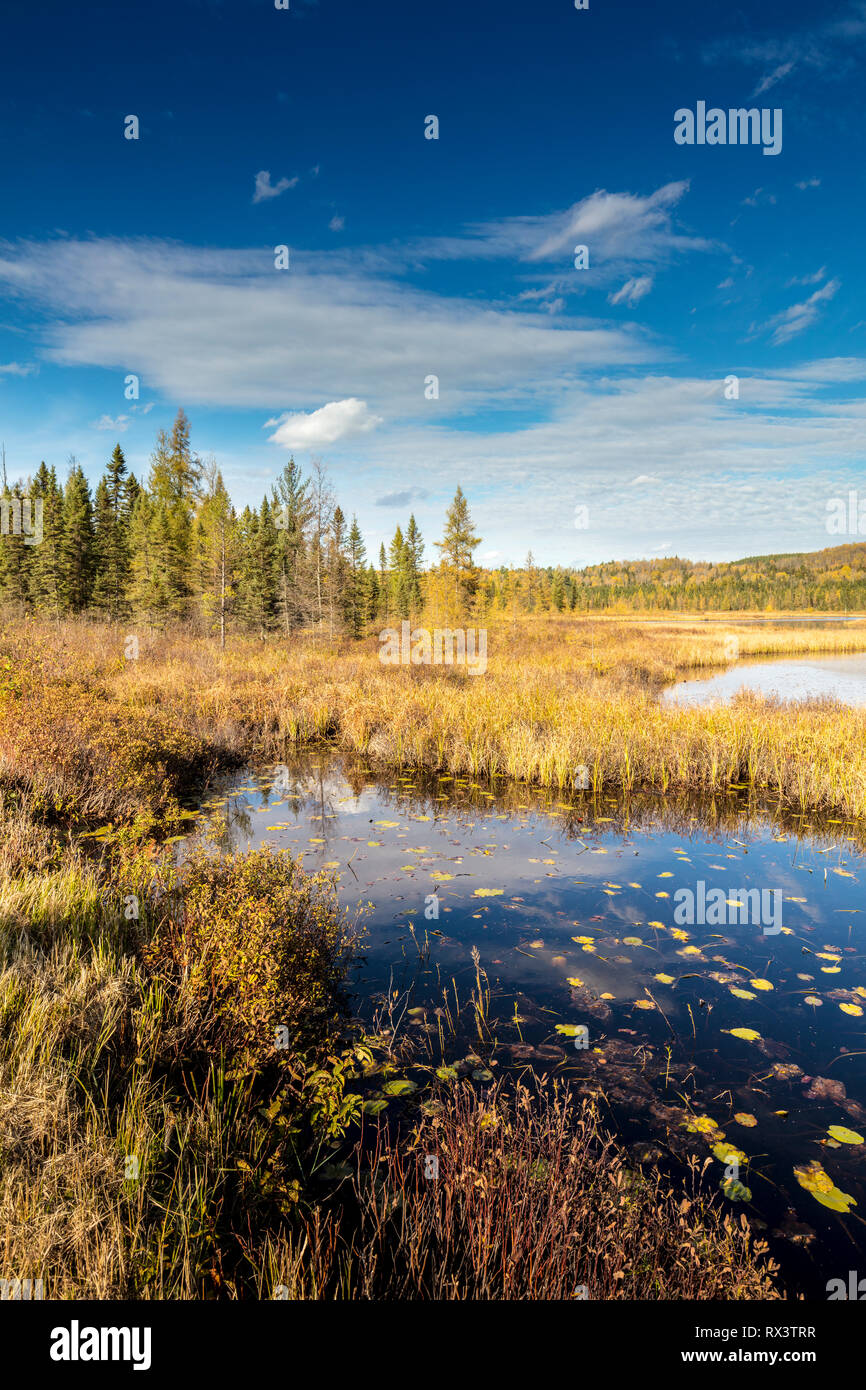 Costello Creek en otoño, Algonquin Provincial Park, Ontario, Canadá Foto de stock