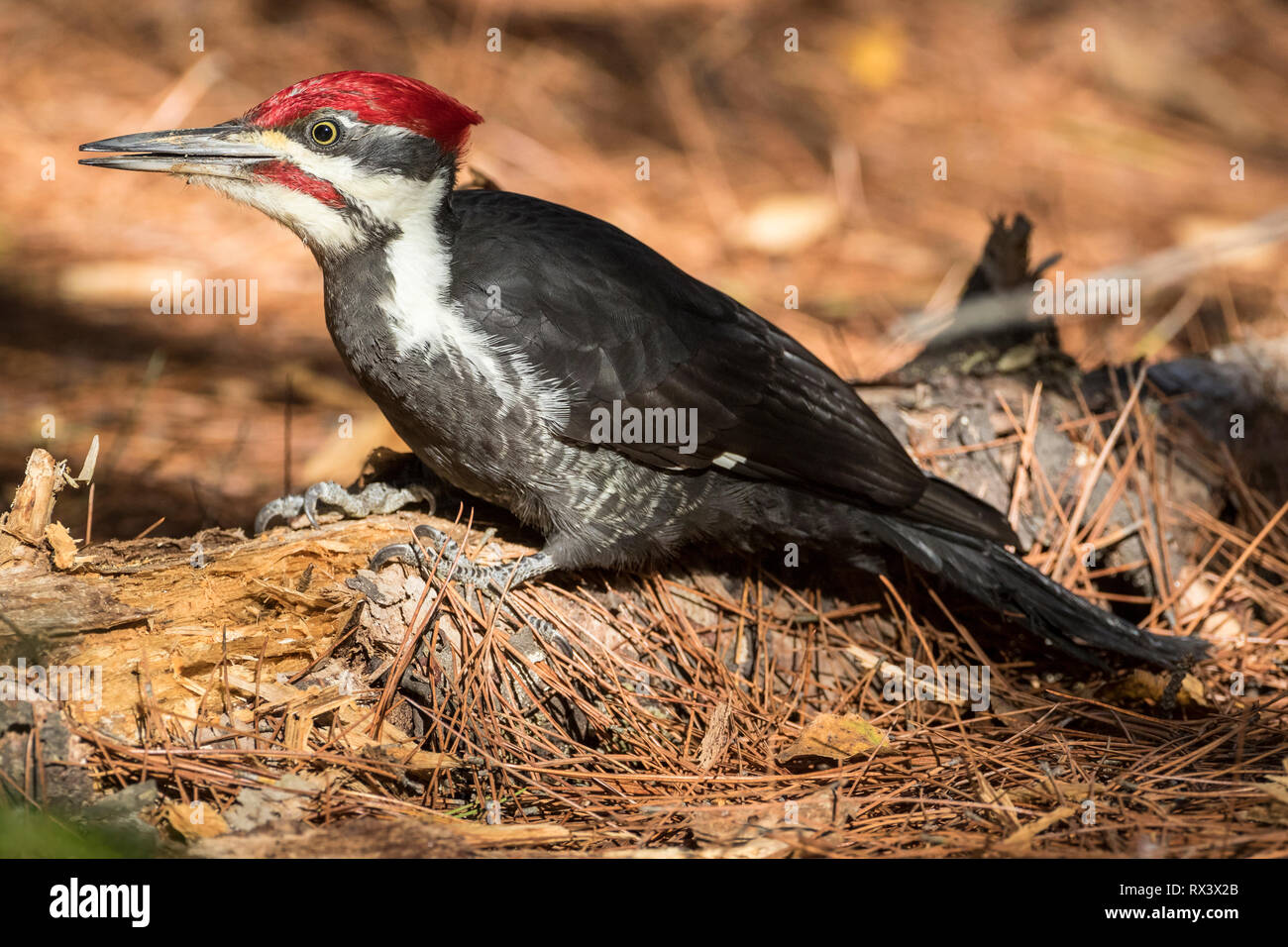 Pileated Woodpecker (Dryocopus pileatus) macho, Algonquin Provincial Park, Ontario, Canadá Foto de stock