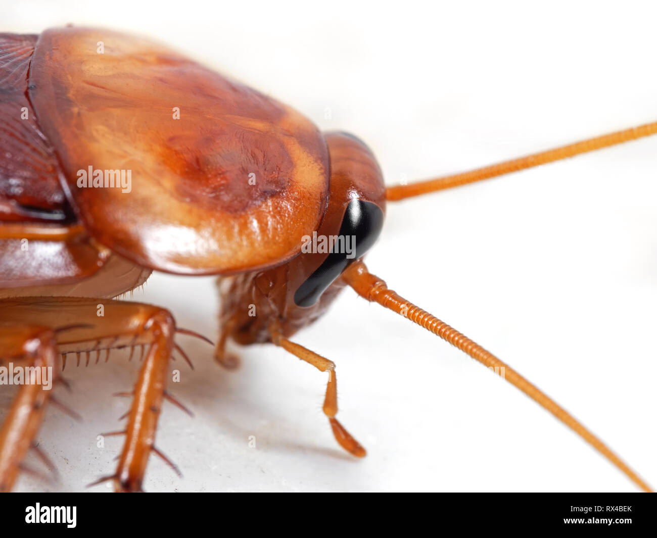 Fotografía macro de Cucaracha aislado sobre fondo blanco. Foto de stock