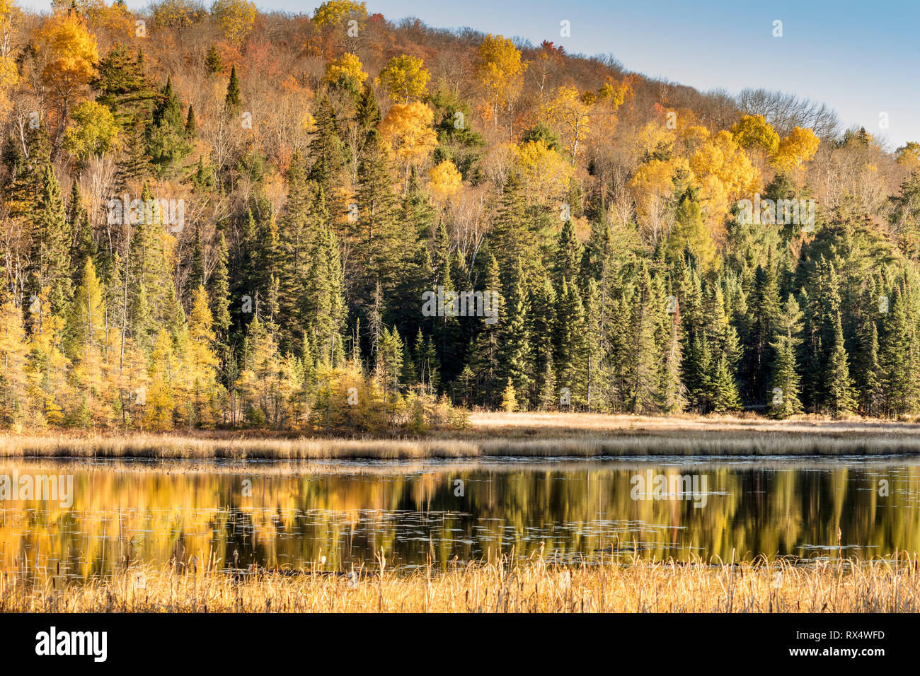 Los humedales en otoño en Algonquin Provincial Park, Ontario, Canadá Foto de stock