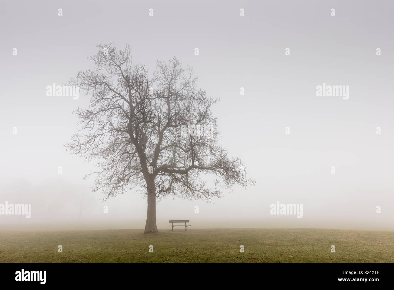Árbol y un banco del parque en la niebla en la Catedral Bluffs Park, Toronto, Ontario, Canadá Foto de stock