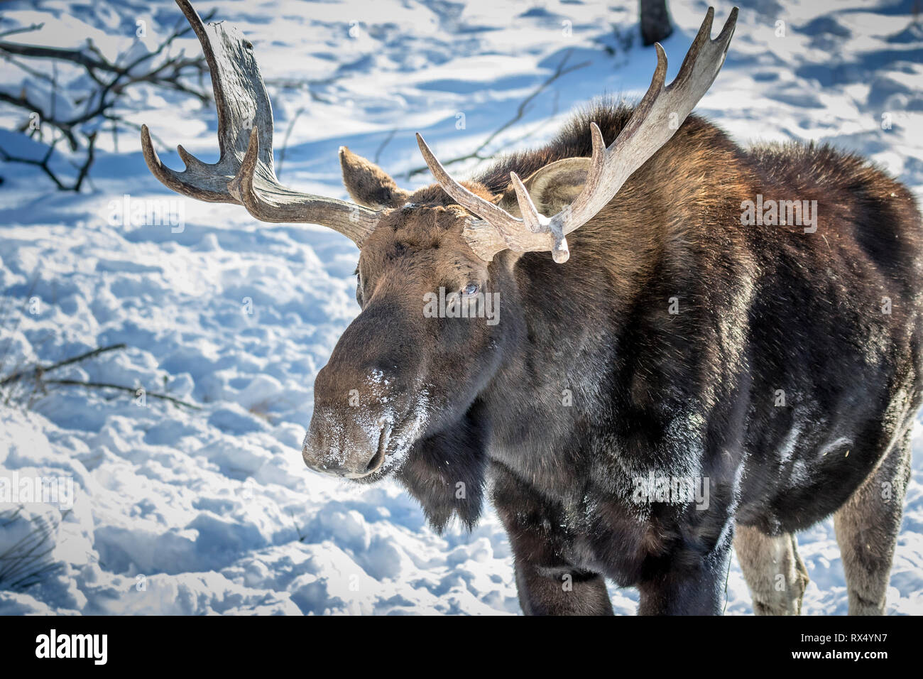 Bull Moose (Alces alces) en invierno, el Parque Omega, Quebec, Canadá Foto de stock