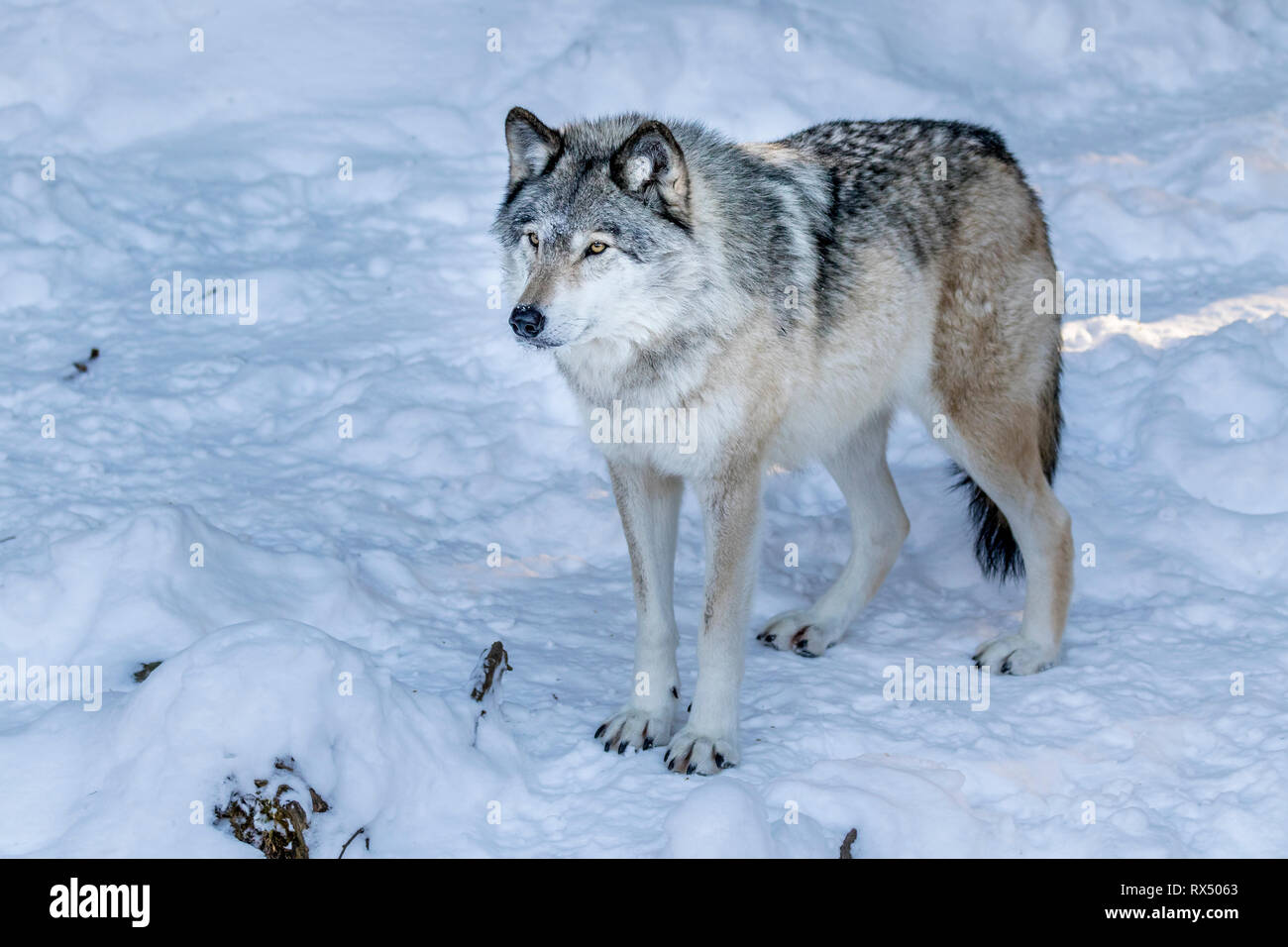 Lobo gris (Canis lupus) en invierno, el Parque Omega, Quebec, Canadá Foto de stock