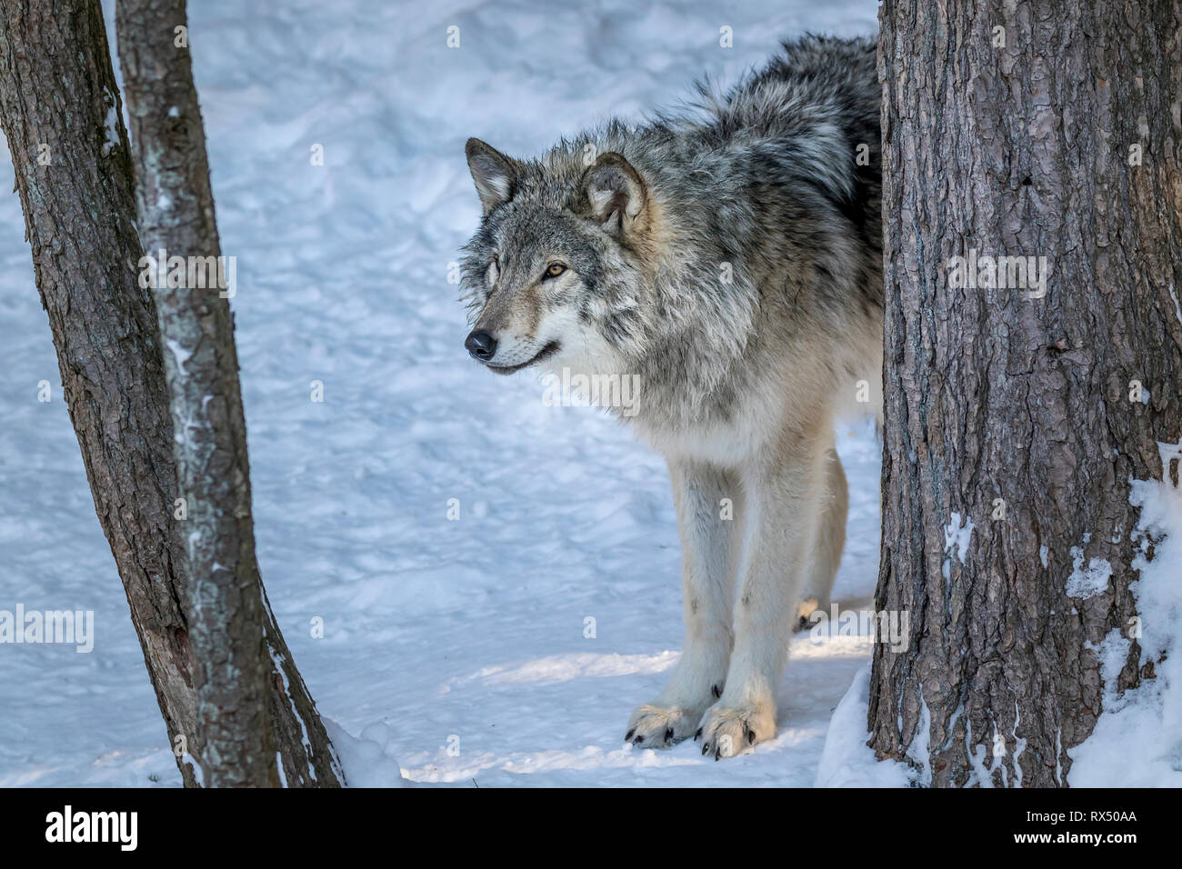 Lobo gris (Canis lupus) en invierno, el Parque Omega, Quebec, Canadá Foto de stock