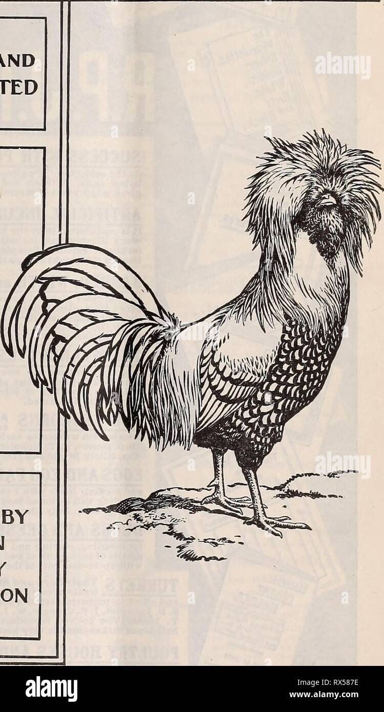 El poultryman oriental (1904), la Región Oriental poultryman easternpoultryma511unse Año: 1904 Geografía ficción, Etc. Inglés -^^Qp Biografía 25.000 palabras nuevas. E,tc. Nuevo nomenclátor del mundo, con más de 25.000 entradas basadas en el último censo. Nuevo Diccionario Biográfico de más de 10.000 nombres de personas, señaló el nacimiento, la muerte, etc. Editado por W. T. Harris, Ph.D., LL.D., Comisionado de Educación de los Estados Unidos. Nuevas placas. Enlaces de ricos. Quarto de 2380 páginas. 5000 ilustraciones. ELvery debe estar en el hogar, la escuela y la Oficina también Webster's Collegiate Dictionary con iioopages. 1400Ilustraciones.Tamaño: 7Xiox2^/gin Foto de stock