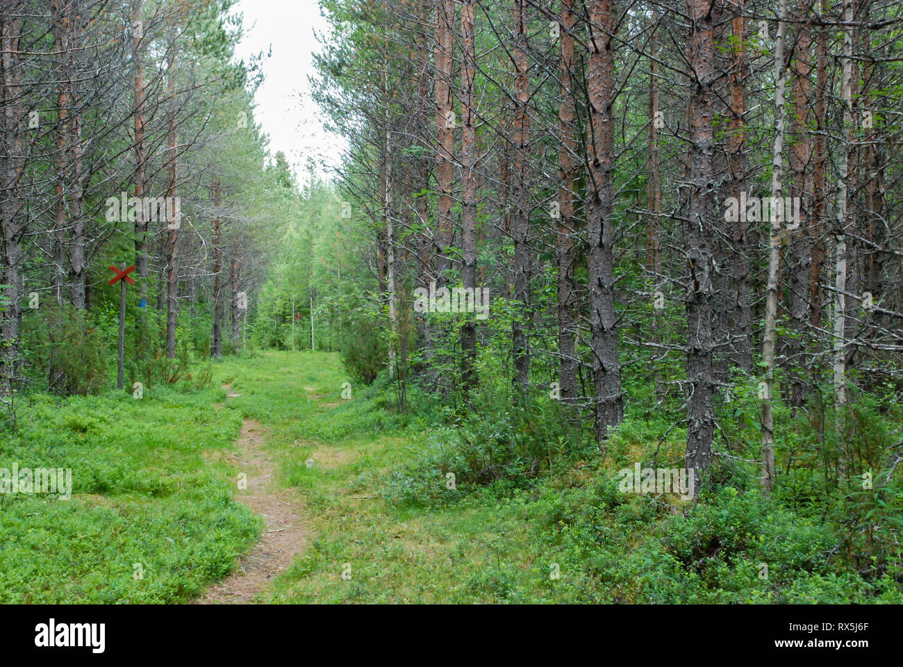 Bosques de taiga (bosque boreal) bioma, agreste paisaje natural en el norte de Finlandia oriental, Europa, con coníferas incluyendo pinos y abetos. Foto de stock