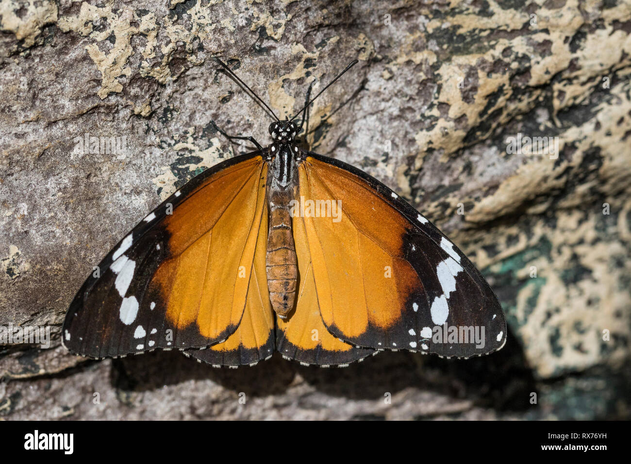African monarca (Danaus chrysippus) sobre una roca, el Jardín Botánico de Montreal, Quebec, Canadá Foto de stock