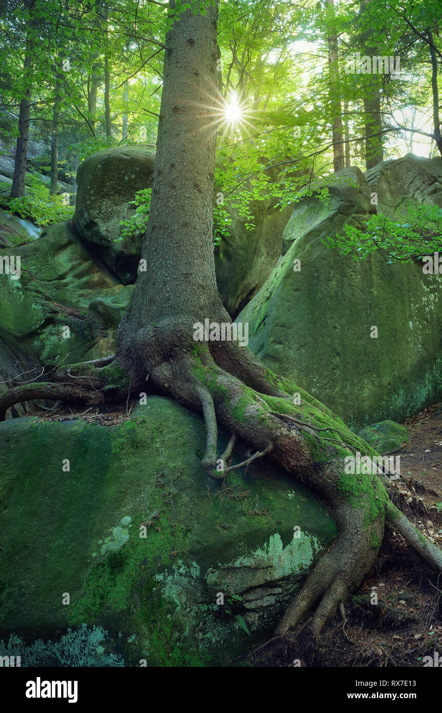 Paisaje de verano con bosque de hadas. Musgo verde en árboles y piedras con hermosas raíces. Los Cárpatos, Ucrania, Europa Foto de stock