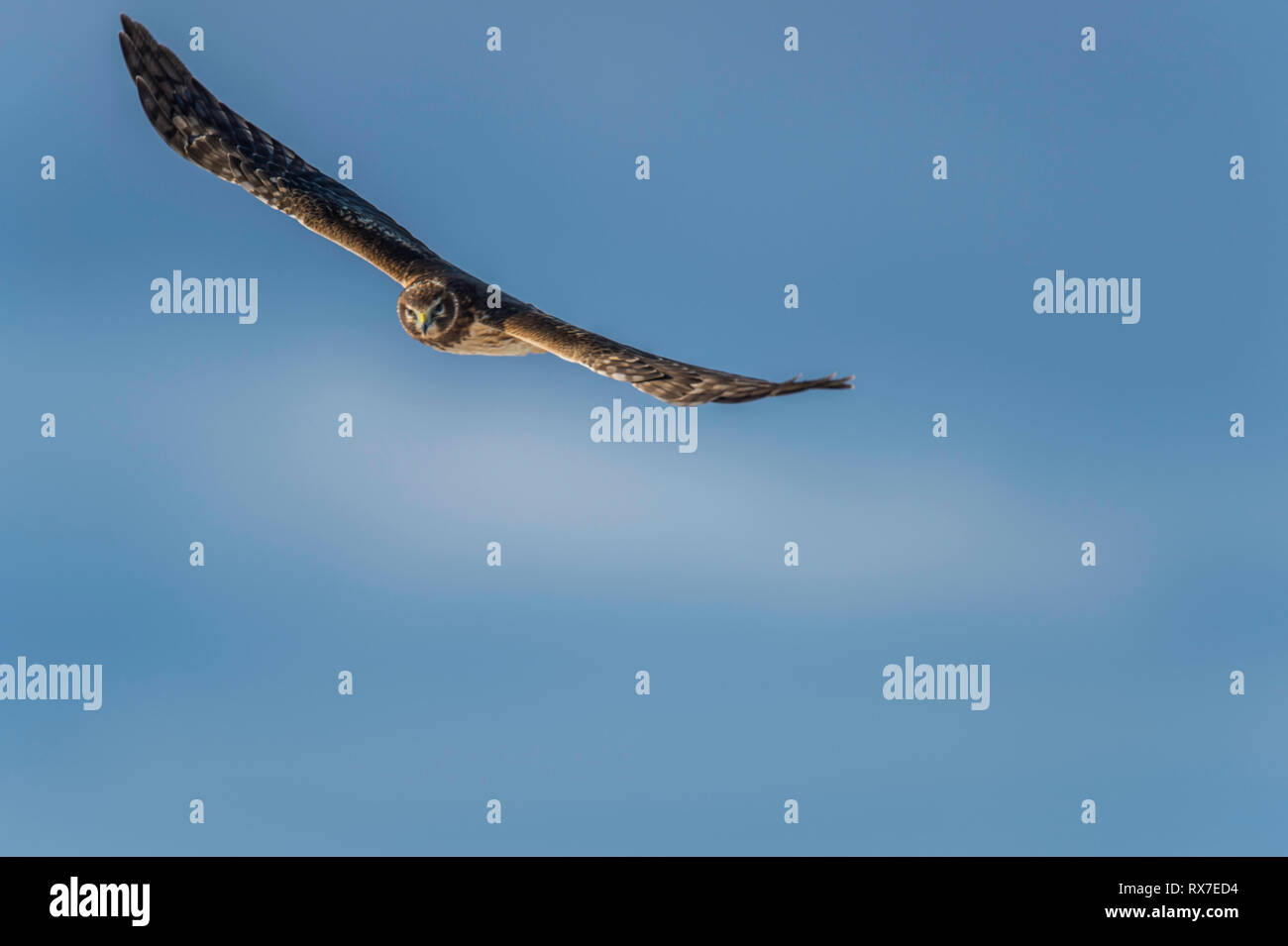 Northern Harrier volar a baja altura sobre el suelo cuando la caza, tejiendo hacia adelante y hacia atrás a través de los campos y pantanos que mirar y escuchar para pequeños animales. Comen en el suelo, y ellos se encaraman sobre postes bajos o árboles. Foto de stock