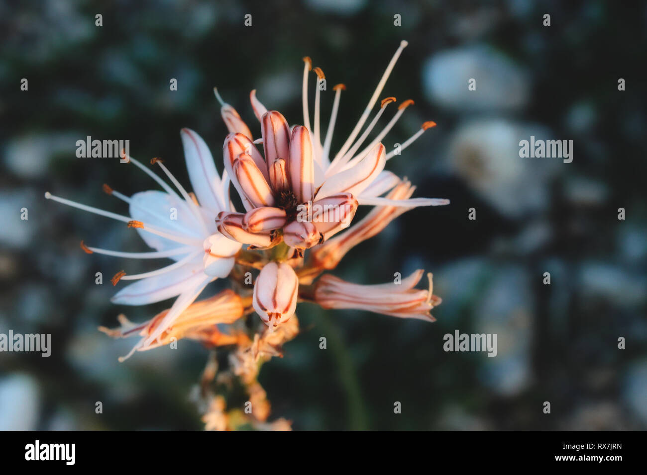 Asphodel exótica flor con fondo borroso Foto de stock