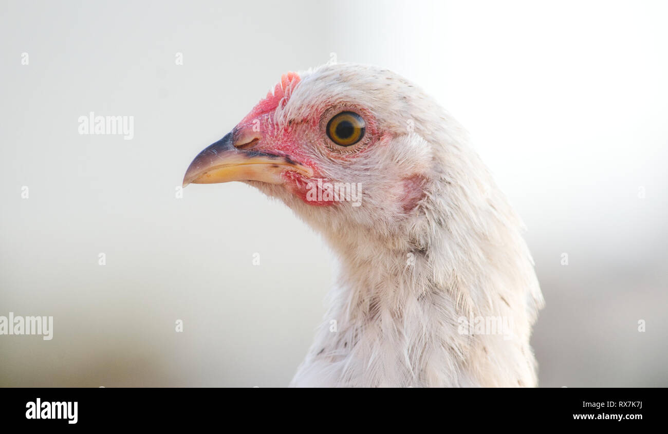 Close-up de gallina blanca con fondo brillante borrosa Foto de stock