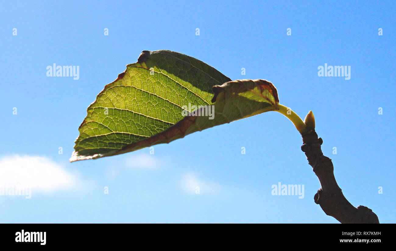 Hoja Verde en la rama de un árbol disparar contra un fondo de cielo azul Foto de stock