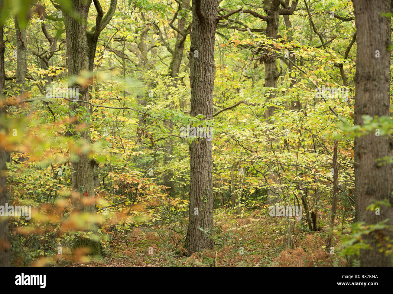 Bosque mixto en colores de otoño, Thornden Woods, Kent, UK Foto de stock