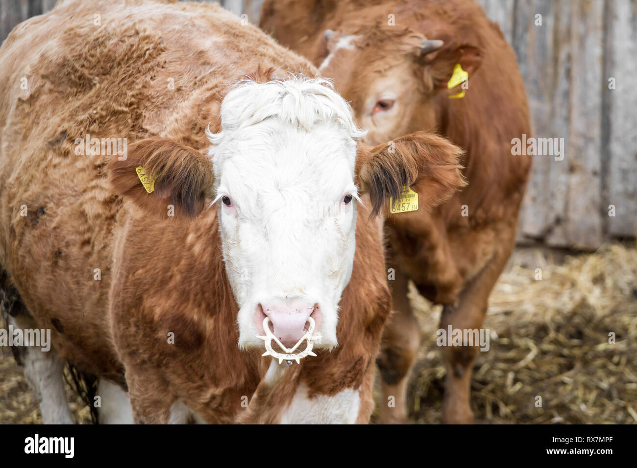Free Range ganado de cría de vacas nodrizas Foto de stock
