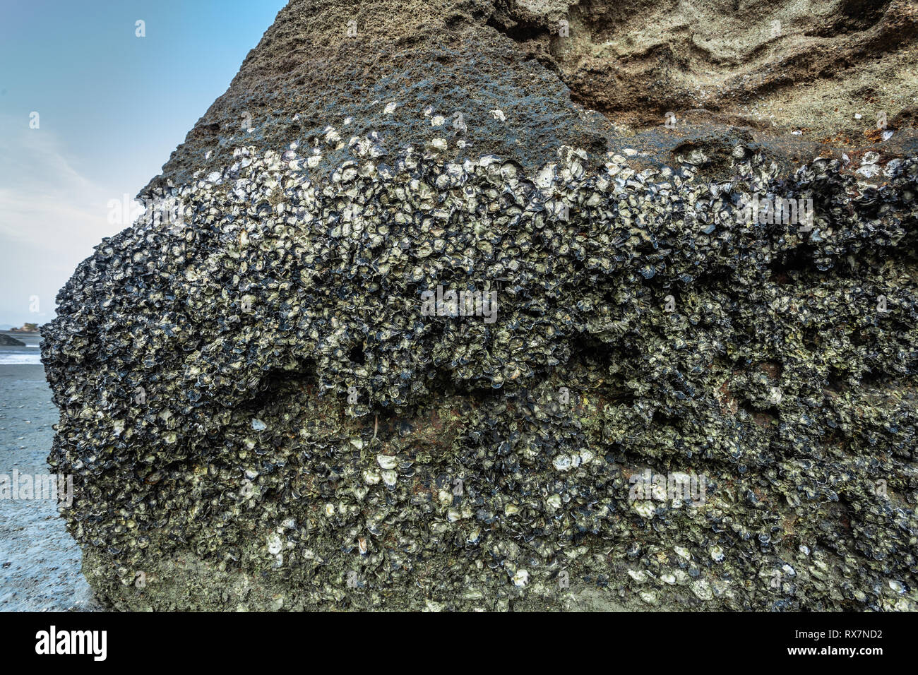 Las ostras viven en rocas en Tup Kaek beach Krabi.Los restos de la