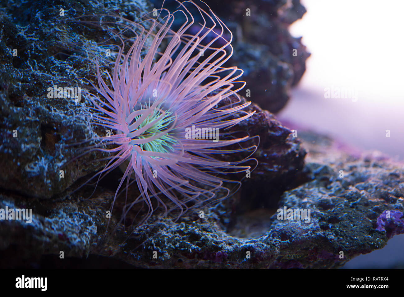 Hermosa anémona de mar hasta la iluminación en azul y rosa púrpura colores  vibrantes océano submarino acuático planta animal Fotografía de stock -  Alamy