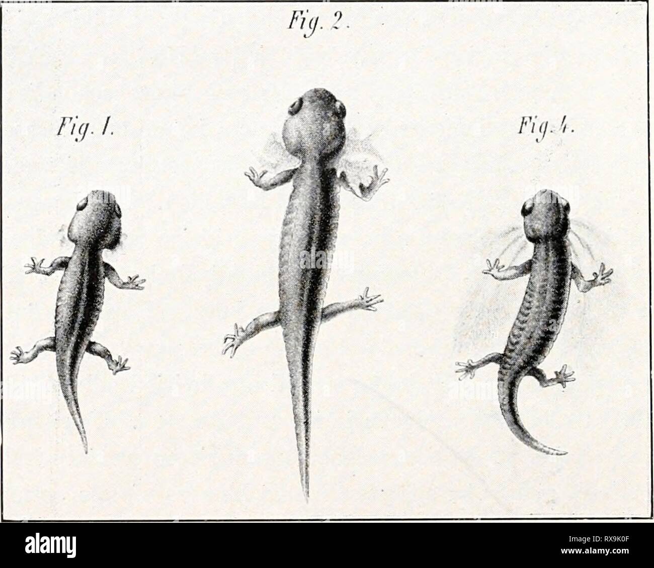 swiss airlines bolsagage