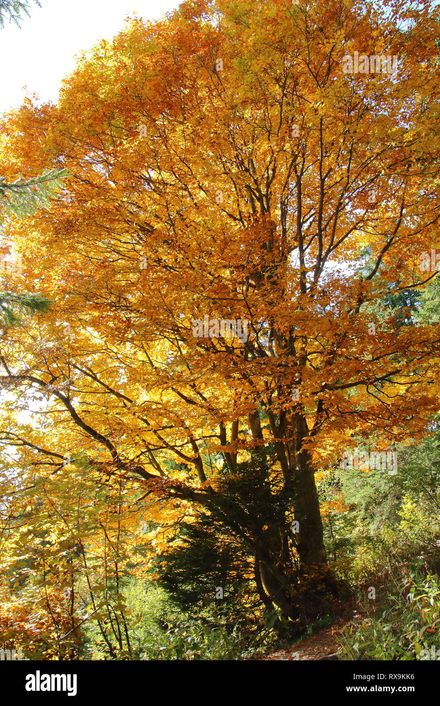 Árbol con hojas doradas.hojas amarillas. Golden Octubre Foto de stock