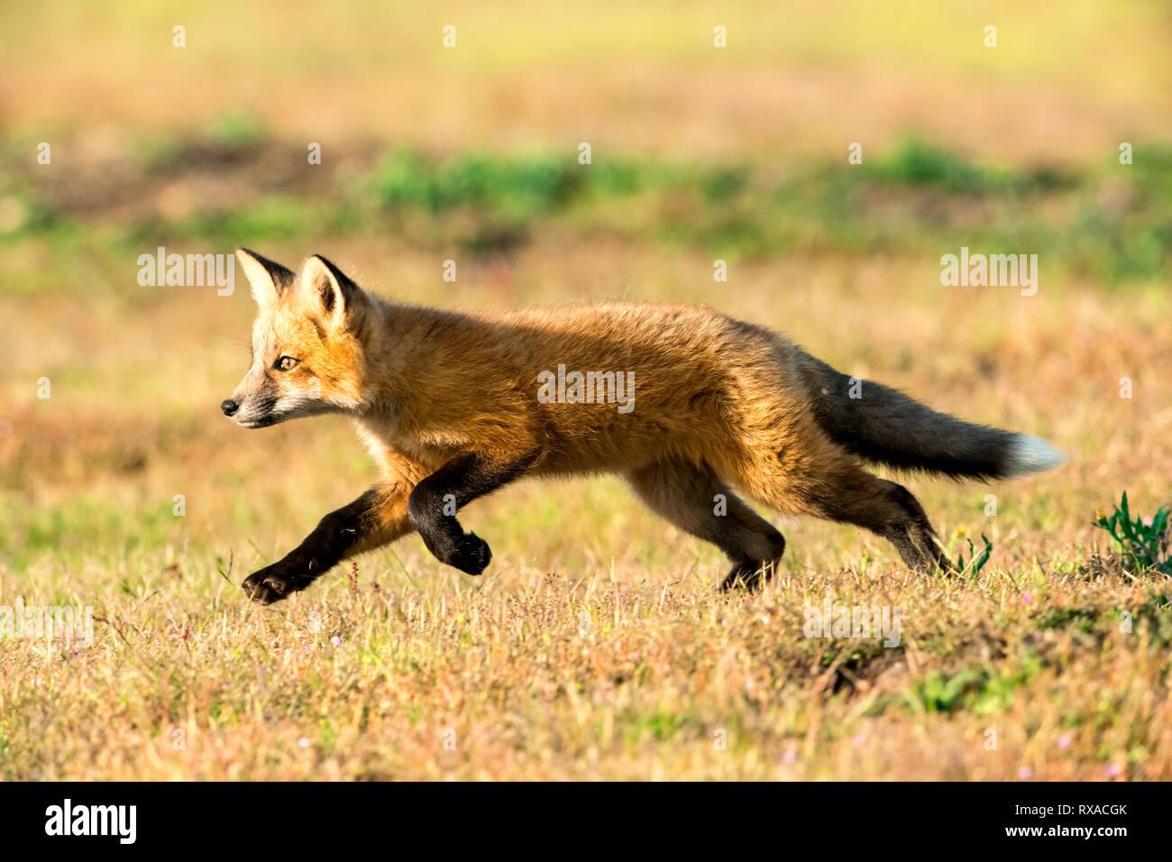 Los zorros (Vulpes vulpes), la Isla San Juan, estado de Washington, EE.UU. Foto de stock