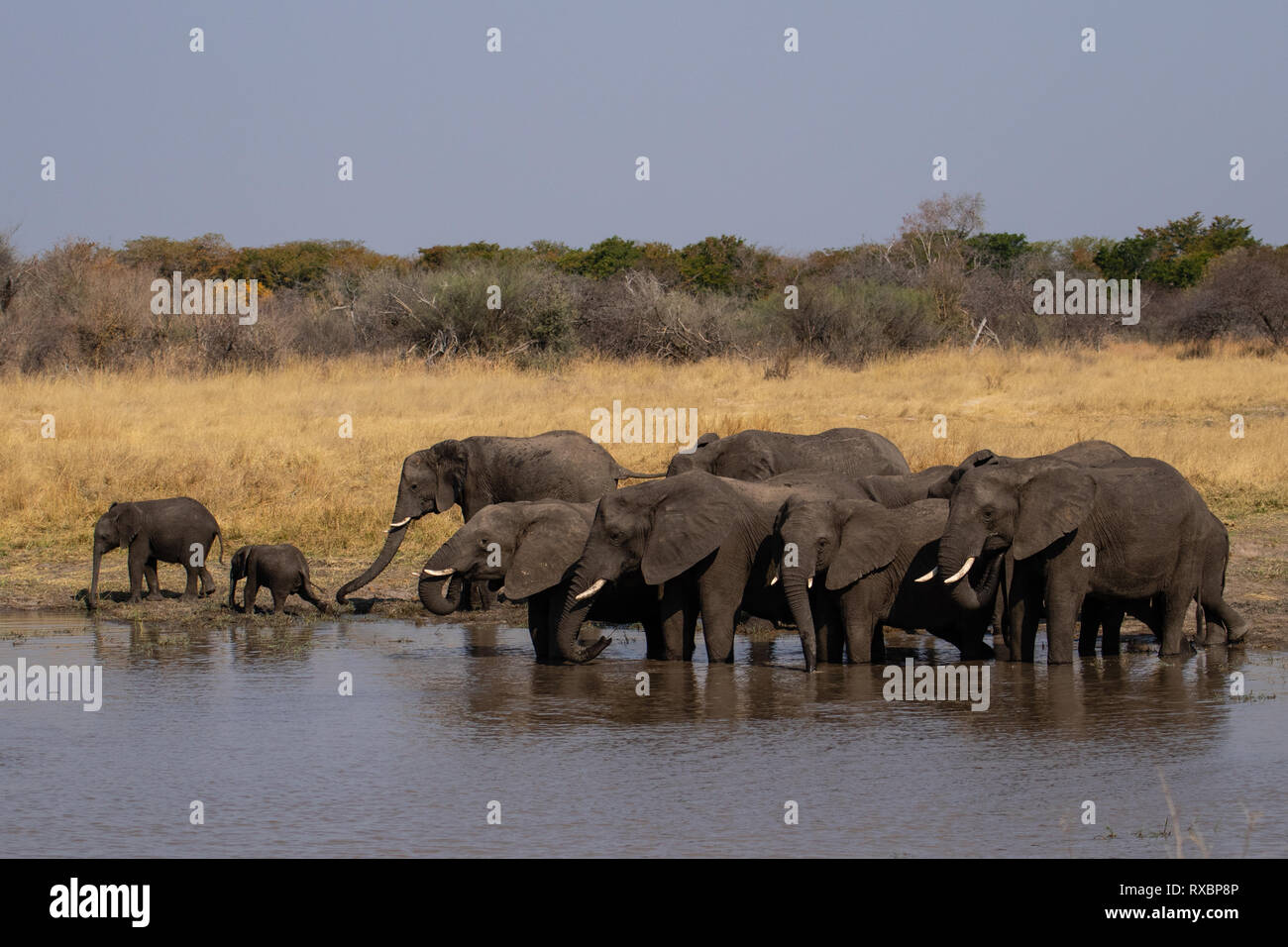 Una manada de elefantes que beben de un pozo en el Parque Nacional de Hwange, Zimbabwe Foto de stock