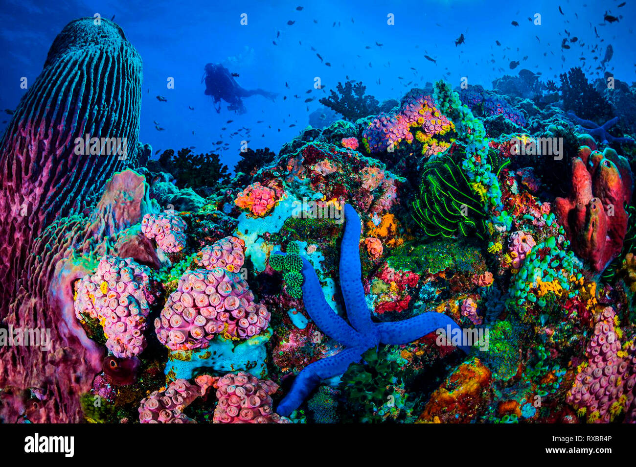 Scuba Diver explorar arrecifes tropicales, la isla Sombrero, Anilao, Filipinas Foto de stock